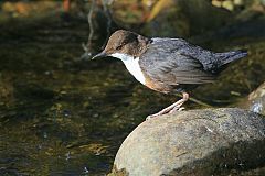 White-throated Dipper